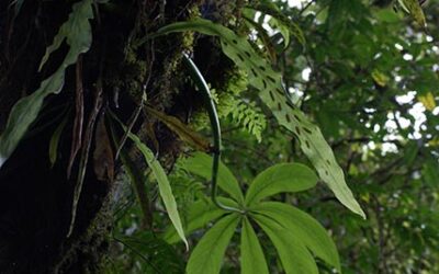 Loxogramme abyssynica