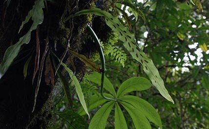 Loxogramme abyssynica