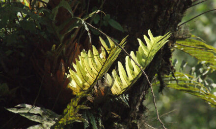 Aglaomorpha volkensii