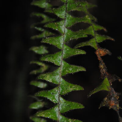 DSC_0014 (Alansmia laxa)