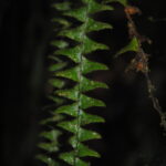 DSC_0015 (Alansmia laxa)