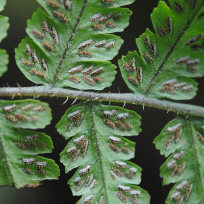 DSC_0235 (Deparia petersenii)