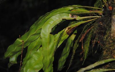 Elaphoglossum latemarginatum