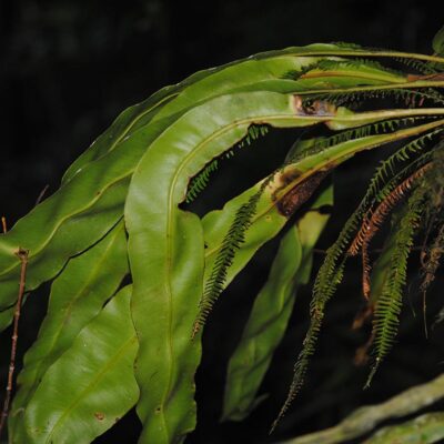 DSC_0248 (1) (Elaphoglossum latemarginatum)