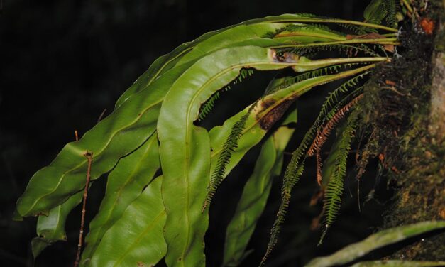 Elaphoglossum latemarginatum