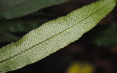 Sphaerostephanos beccarianus