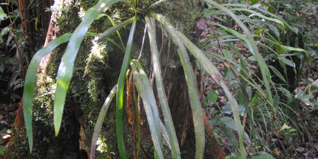 Haplopteris scolopendrina