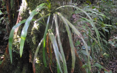 Haplopteris scolopendrina