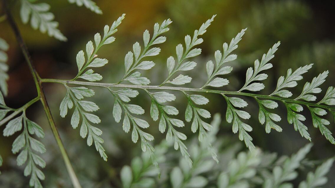 Asplenium cuneatum