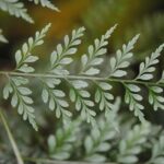 Asplenium cuneatum