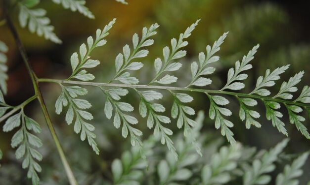 Asplenium cuneatum