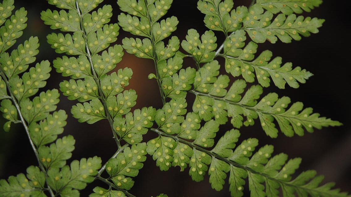 Dryopteris hassetlii