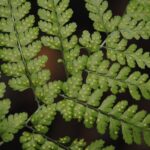 Dryopteris hassetlii