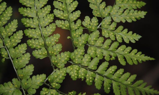 Dryopteris hassetlii