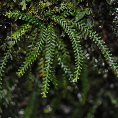 DSC_0316 (1) (Calymmodon gracilis)