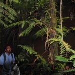 Polystichum moluccense