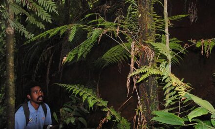 Polystichum moluccense