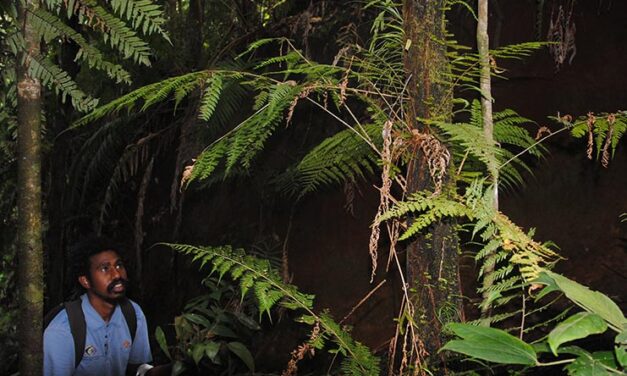 Polystichum moluccense