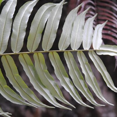 DSC_0430 (Lomariocycas werckleana)