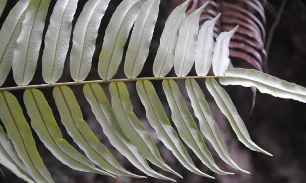 Lomariocycas werckleana