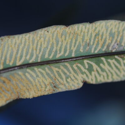 DSC_0433 (Taenitis hookeri)