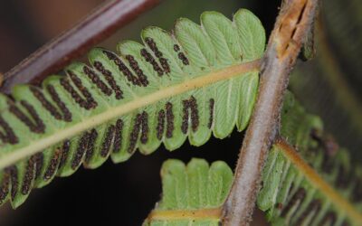 Strophocaulon unitum