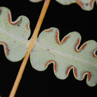 DSC_0443 (Histiopteris incisa s.l.)