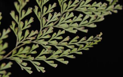 Odontosoria chinensis