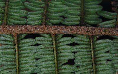 Sphaeropteris womersleyi