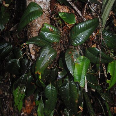 DSC_0554 (Selliguea costulata)