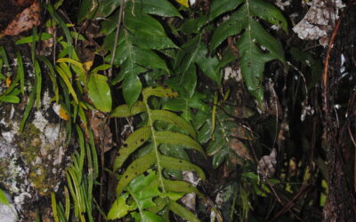 Drynaria parkinsonii