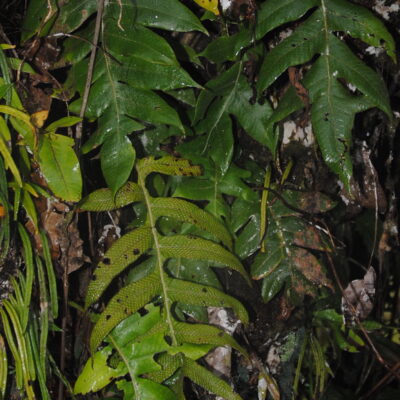 DSC_0616 (Drynaria parkinsonii)