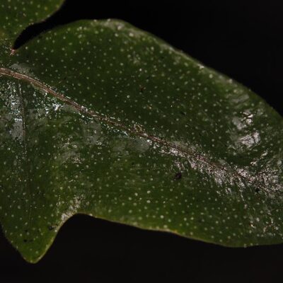 DSC_0706 (Drynaria parkinsonii)