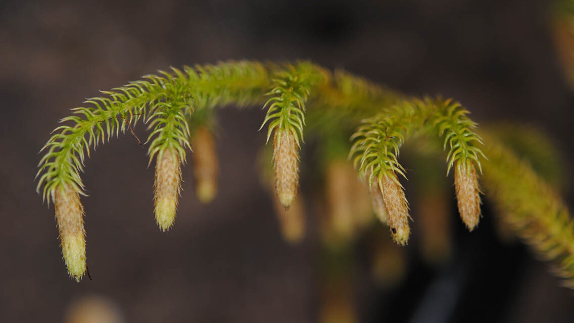 Palhinhaea tomentosa