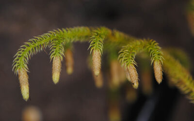 Palhinhaea tomentosa