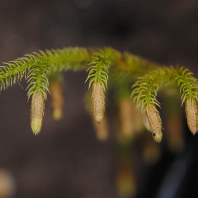 DSC_0729 (Palhinhaea tomentosa)