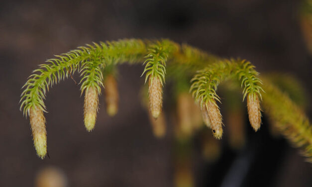 Palhinhaea tomentosa