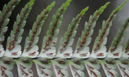 Asplenium caudatum