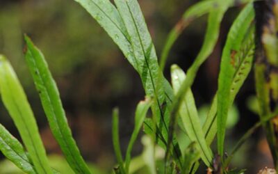 Oreogrammitis dolichosora