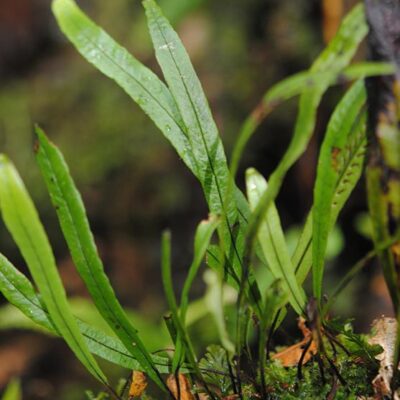 DSC_0796 (1) (Oreogrammitis dolichosora)