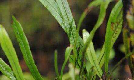 Oreogrammitis dolichosora