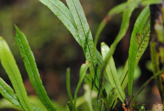 Oreogrammitis dolichosora