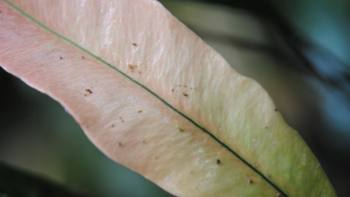 Taenitis hookeri