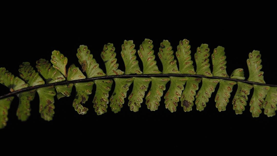 Asplenium normale