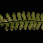 Asplenium normale