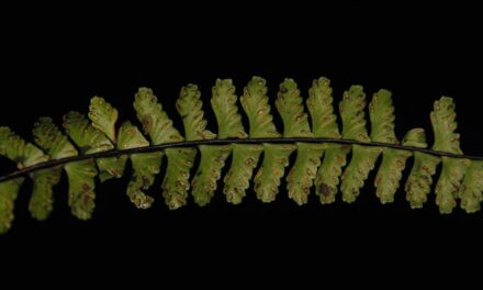 Asplenium normale