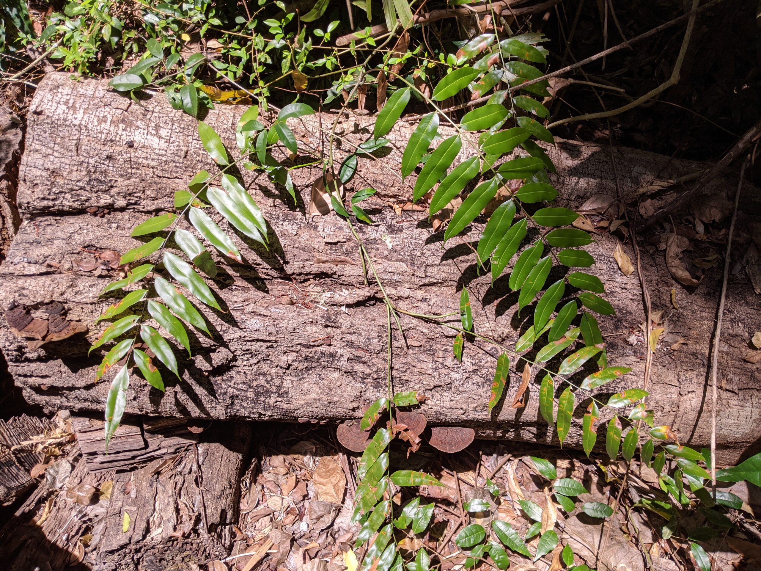 Stenochlaena palustris