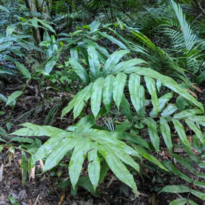 IMG_20201002_072028 (Pronephrium asperum)