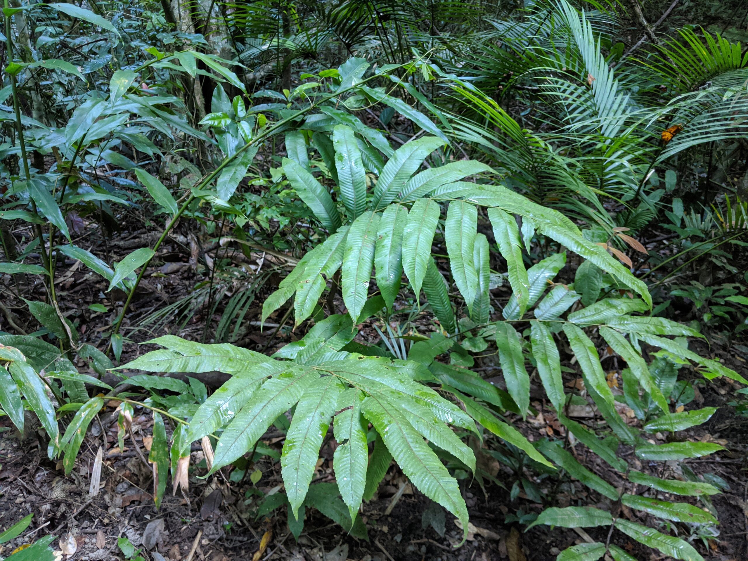 Pronephrium asperum