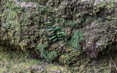 Vaginularia acrocarpa